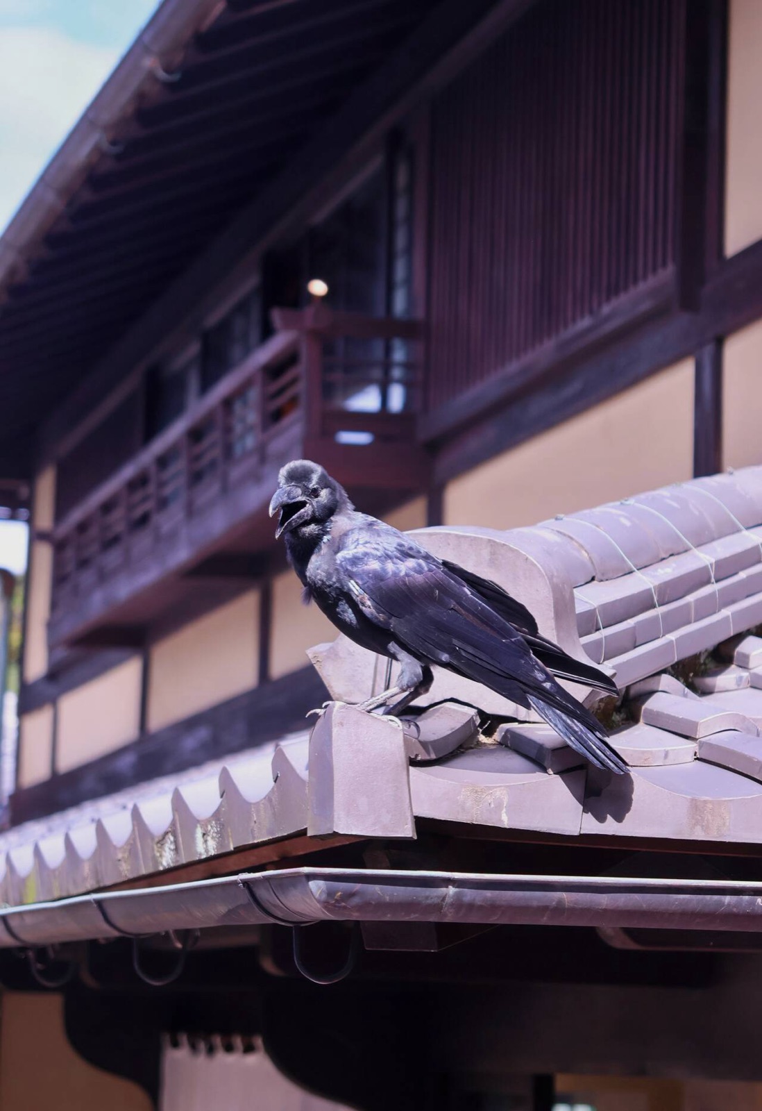 Ninenzaka Crow
